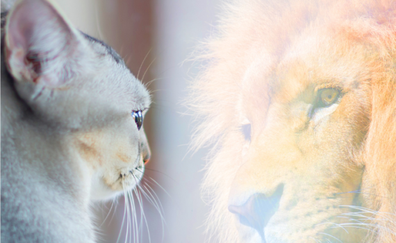 Improve self image with psychotherapy